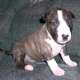 Miniature Bullterrier Welpen reinrassig